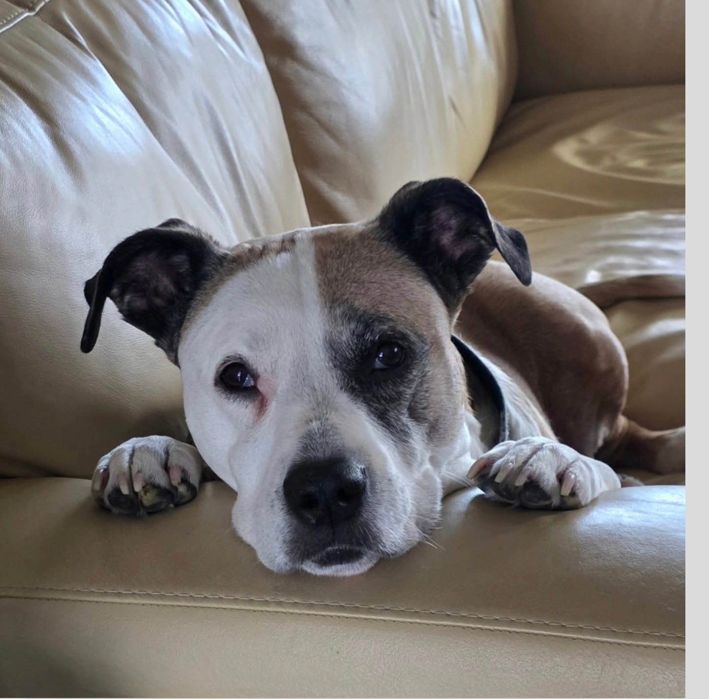 Palmae, Chris's rescue dog