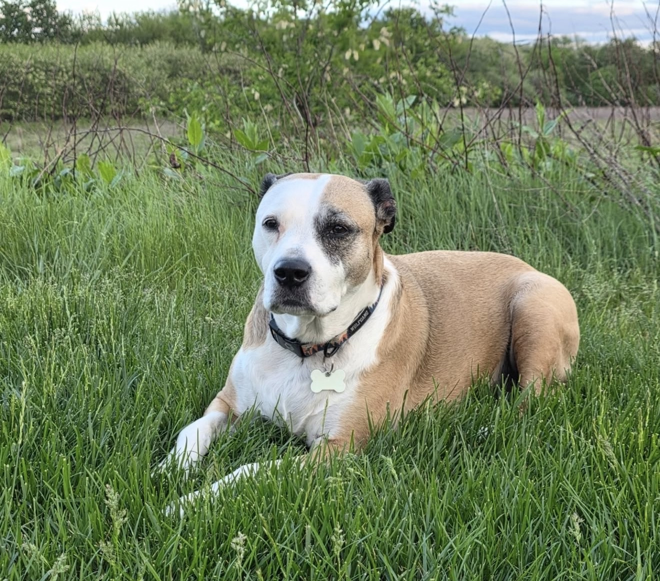 Palmae, Chris's rescue dog